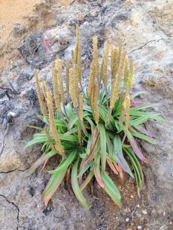 Sea plantain
