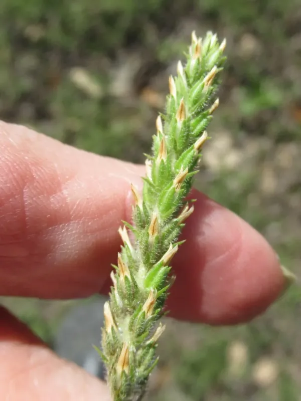 Red-seeded plantain