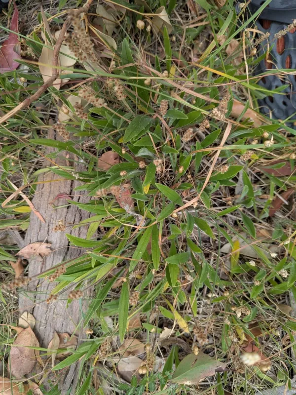 Variable plantain