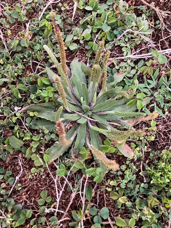 Virginia plantain