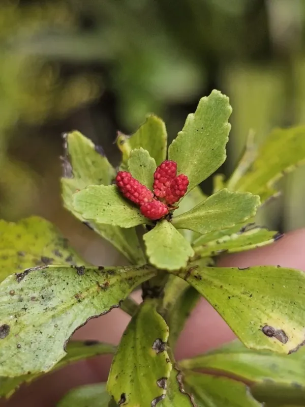 Phyllocladus trichomanoides