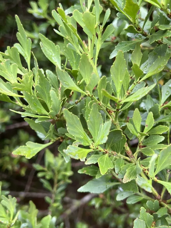 Celery-top pine