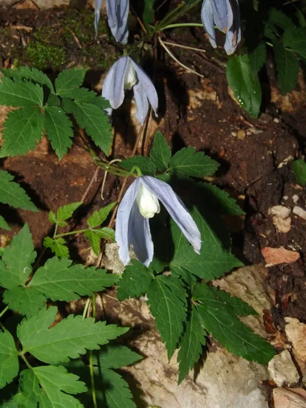 Clematis courtoisii