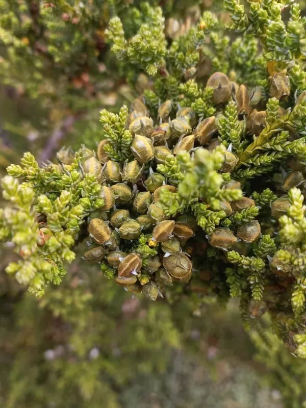 Pilgerodendron