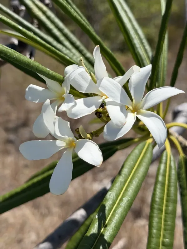 Plumeria alba