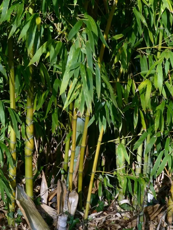 Golden bamboo