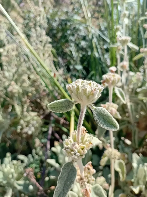 Phlomis italica
