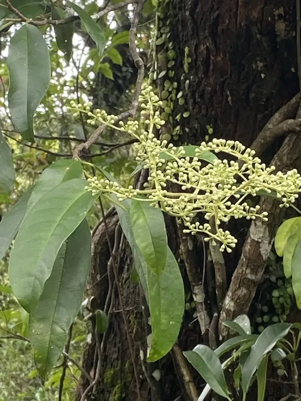Pileostegia viburnoides