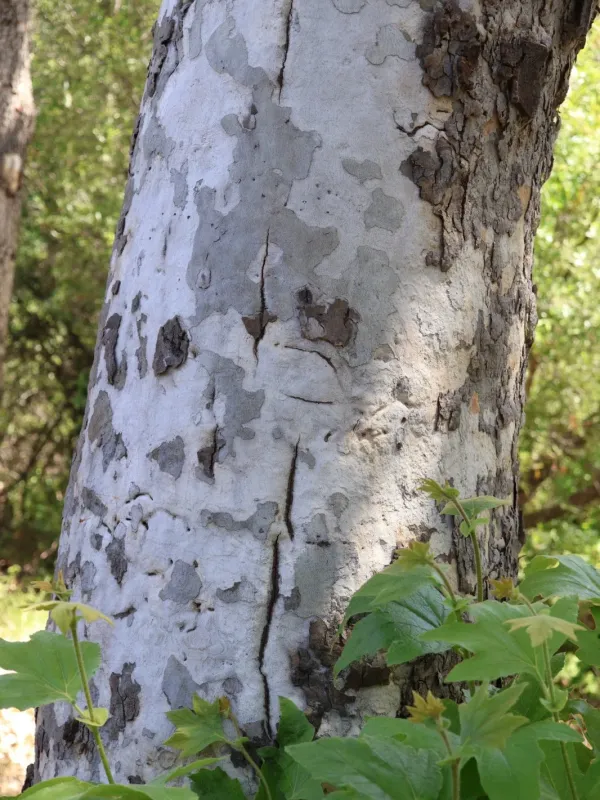 California sycamore