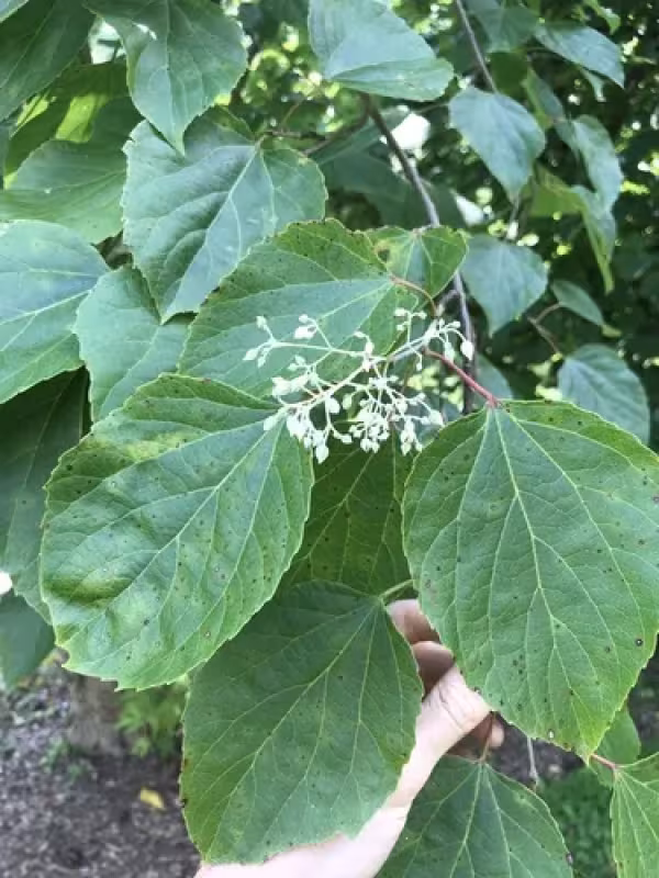 Poliothyrsis sinensis