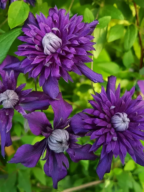 Clematis florida integrifolia