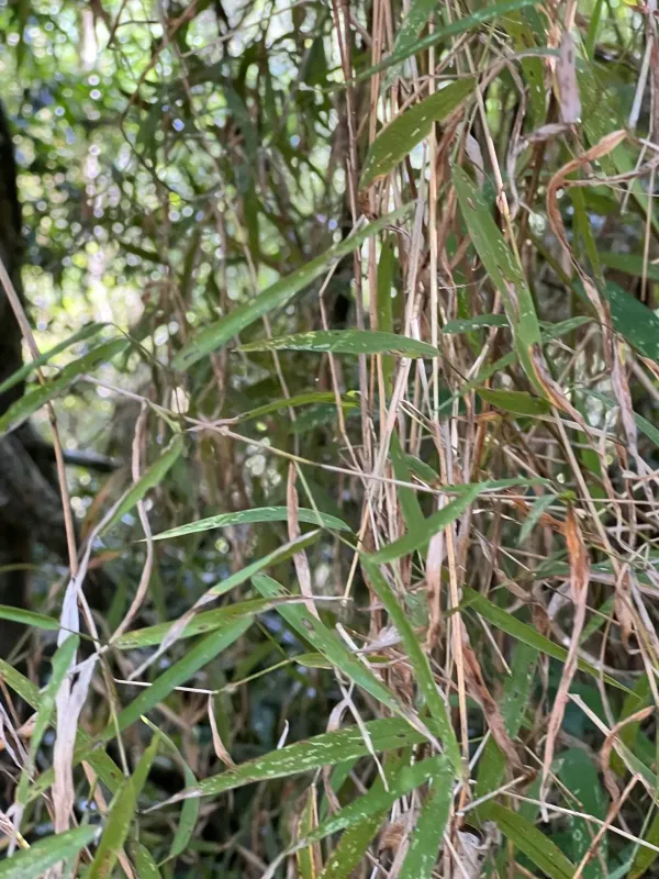 Potamophila prehensilis