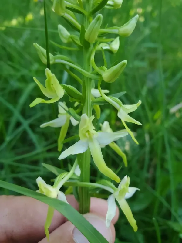 Lesser butterfly-orchid