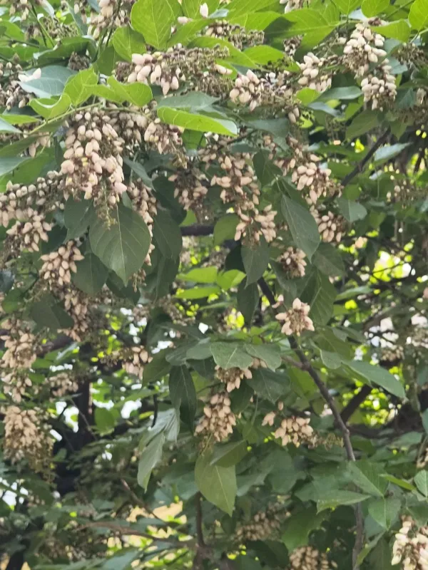 Pongamia pinnata