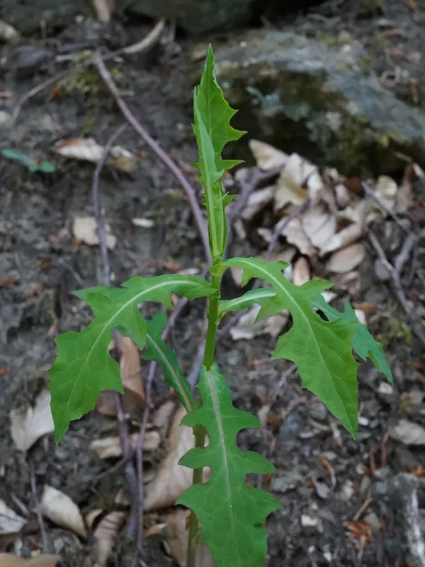 Purple rattlesnakeroot