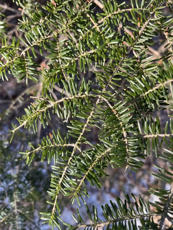 Balsam fir