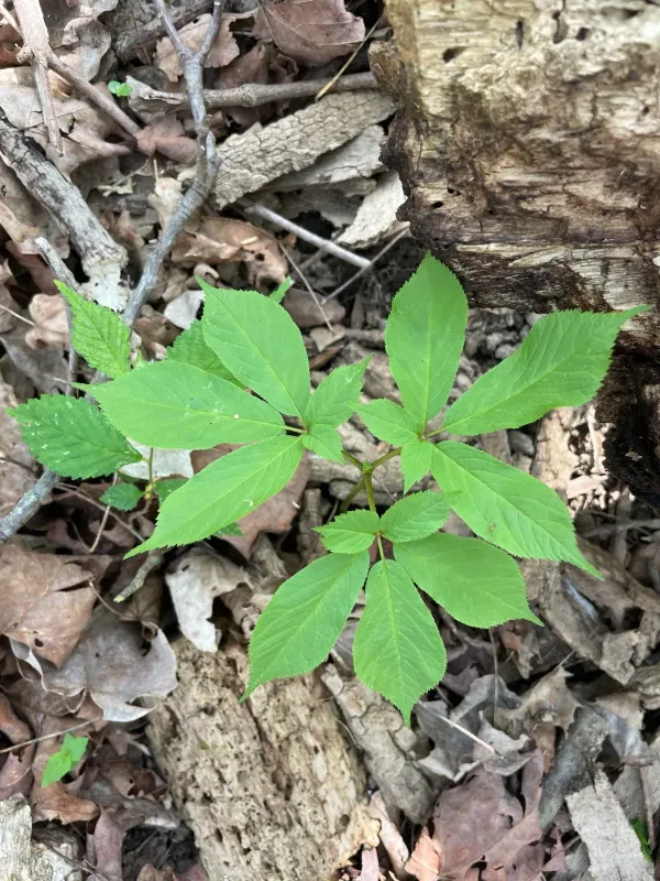 American ginseng