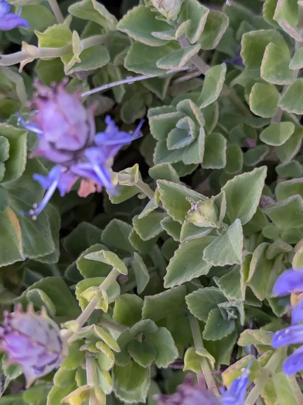 Pycnostachys