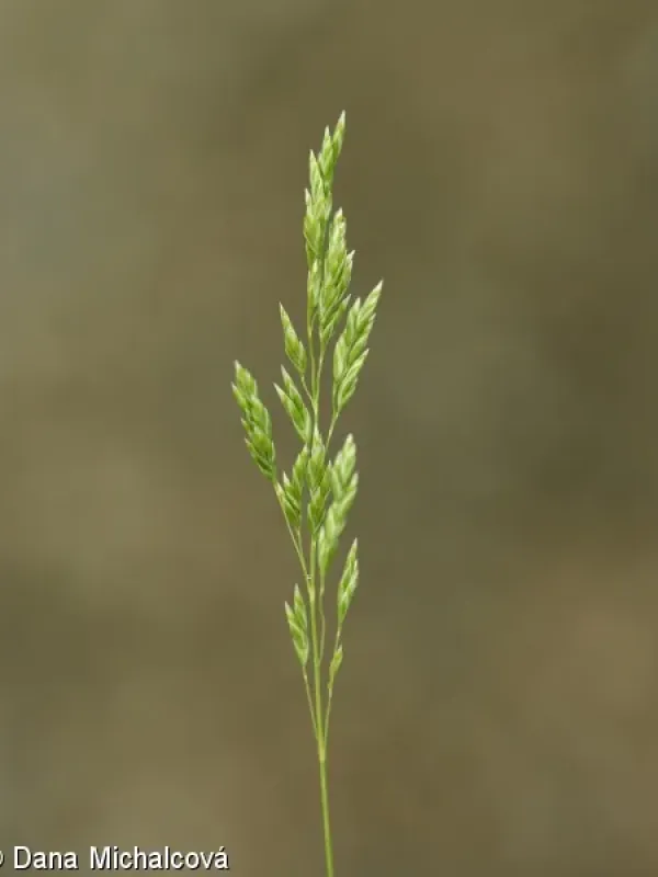 Narrow-leaved bluegrass