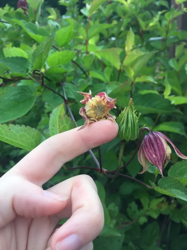 Korean clematis