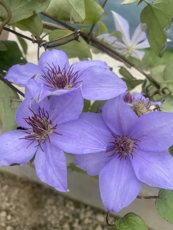 Clematis lanuginosa