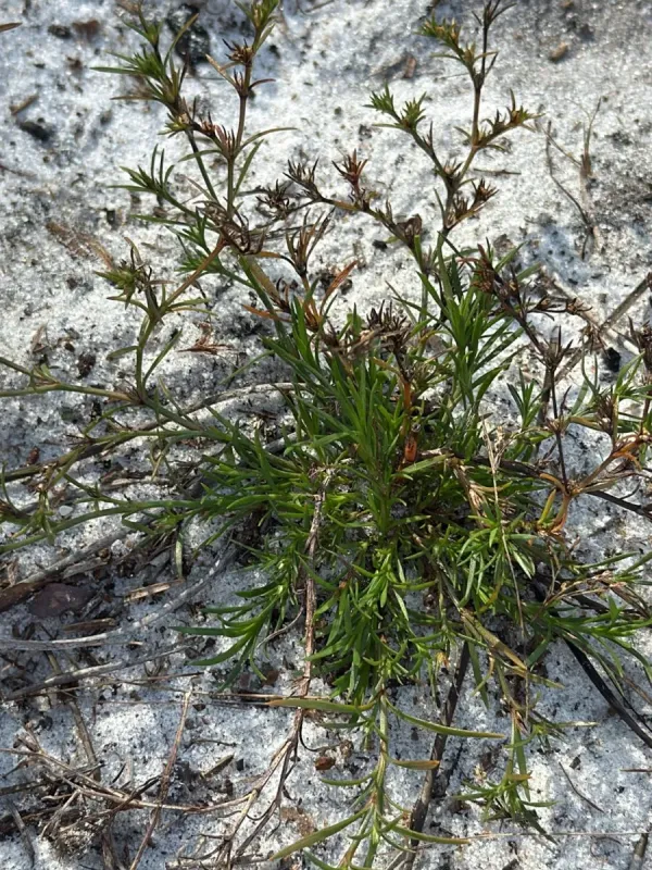 Polypremum procumbens