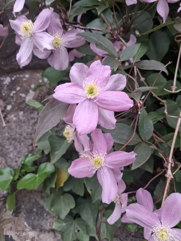 Mountain clematis