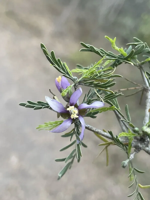 Porlieria angustifolia