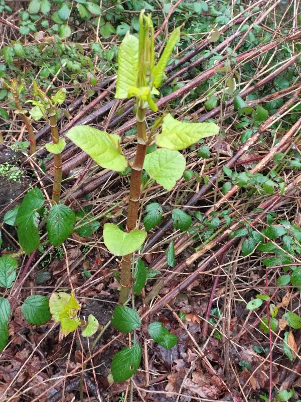 Japanese knotweed