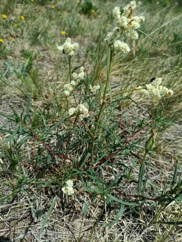 Spreading knotweed