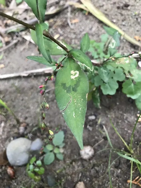 Persicaria flaccida
