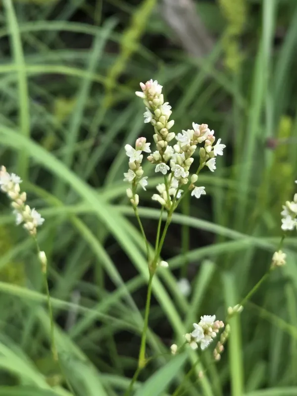 Opelousas knotweed