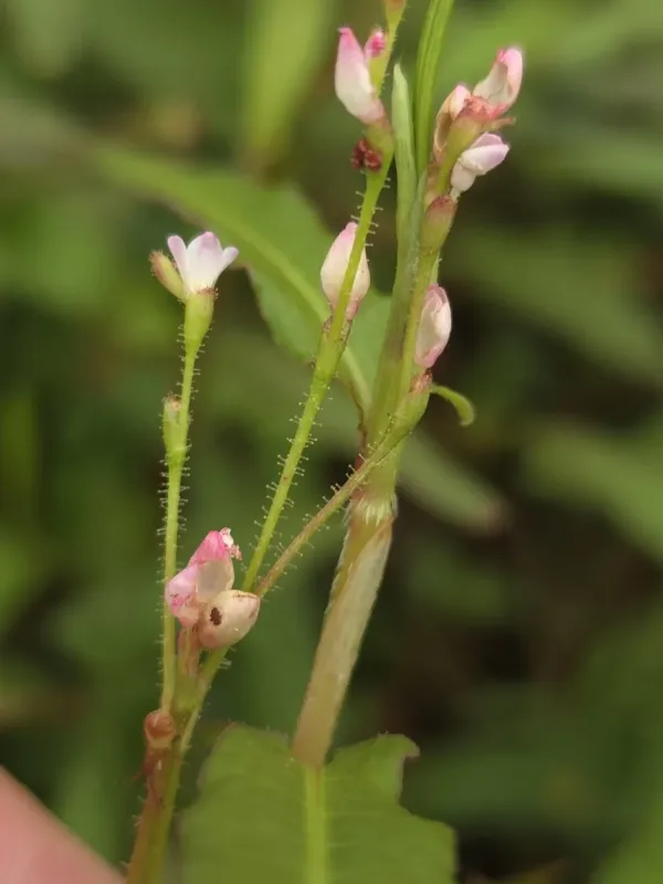 Polygonum praetermissum