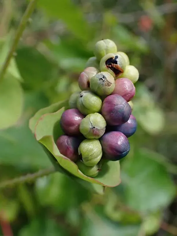 Siebold's knotweed