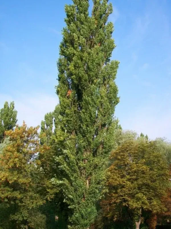 Canadian poplar