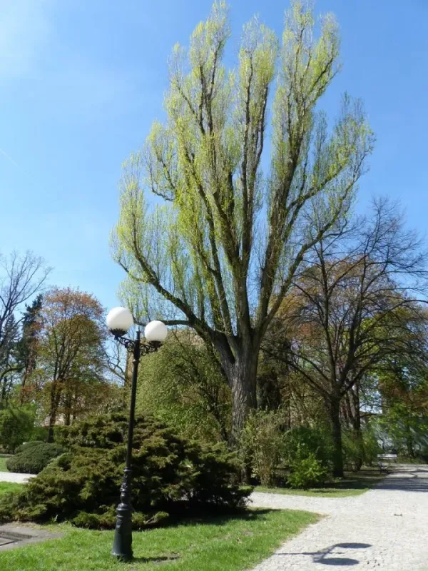 Kharkiv poplar