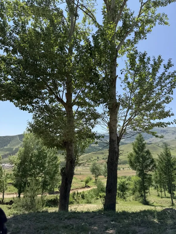 Chinese poplar
