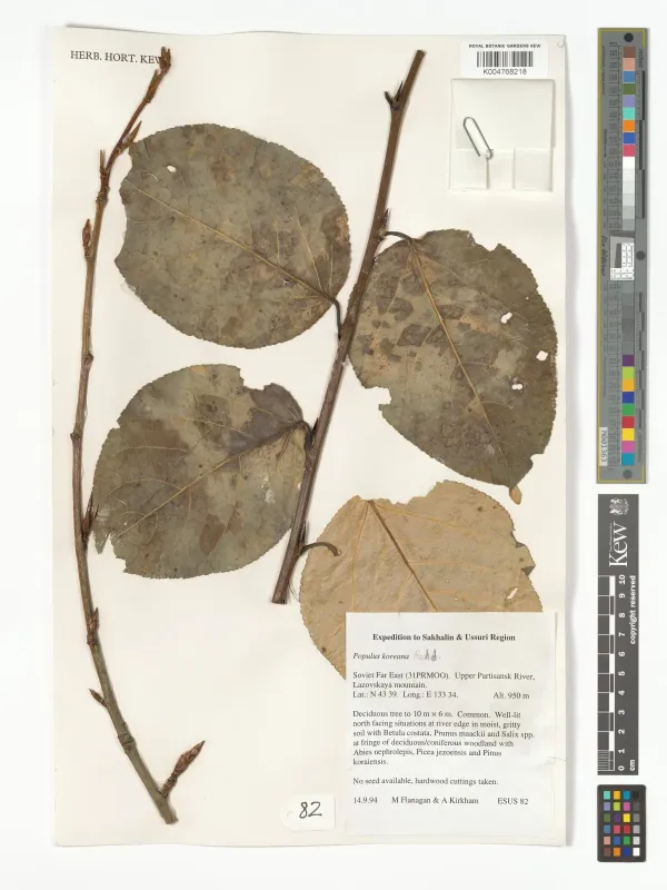 Korean poplar