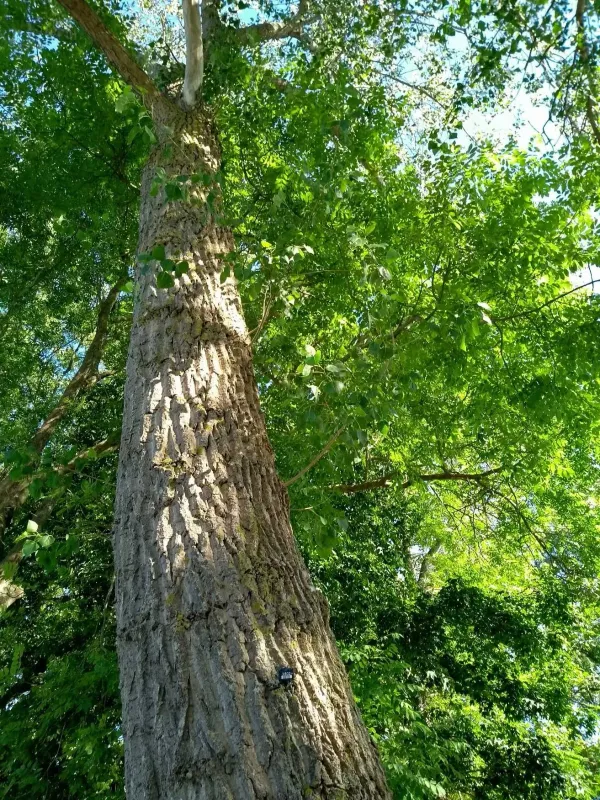Chinese necklace poplar