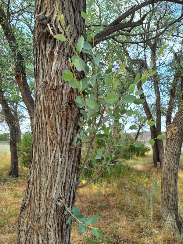 Populus pruinosa