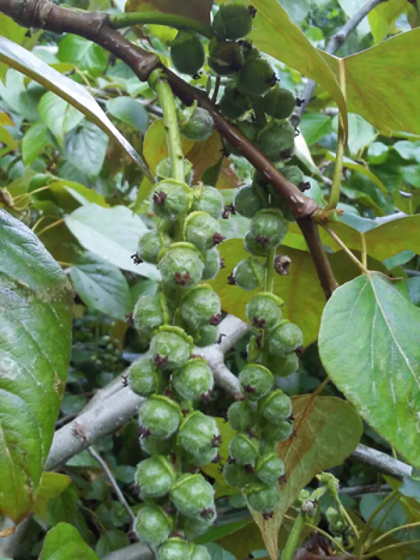 Black cottonwood