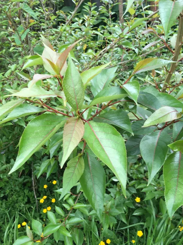 Yunnan poplar