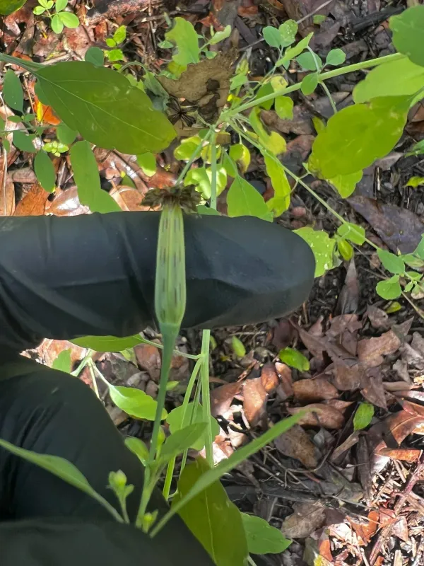 Porophyllum ruderale