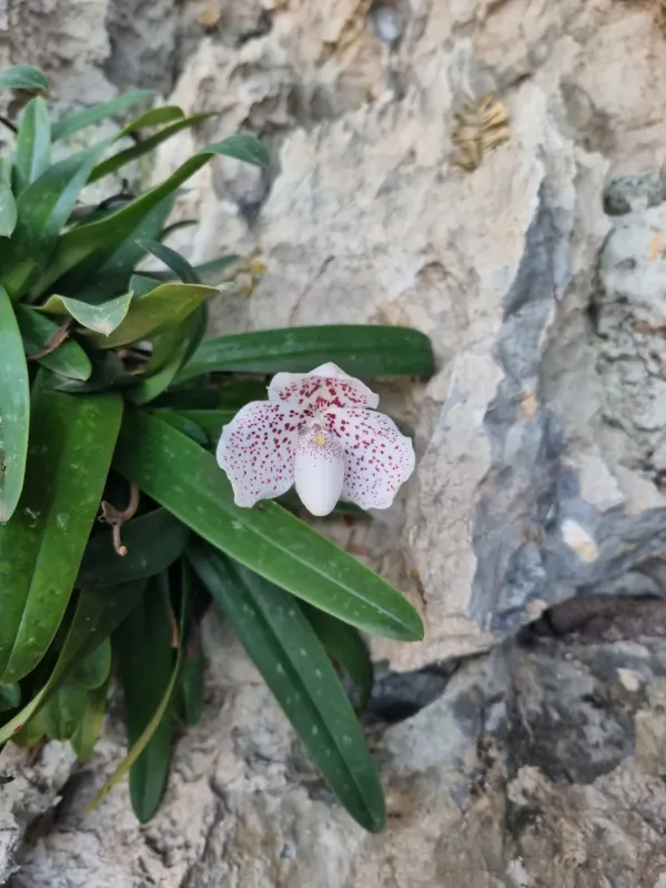 Paphiopedilum godefroyae