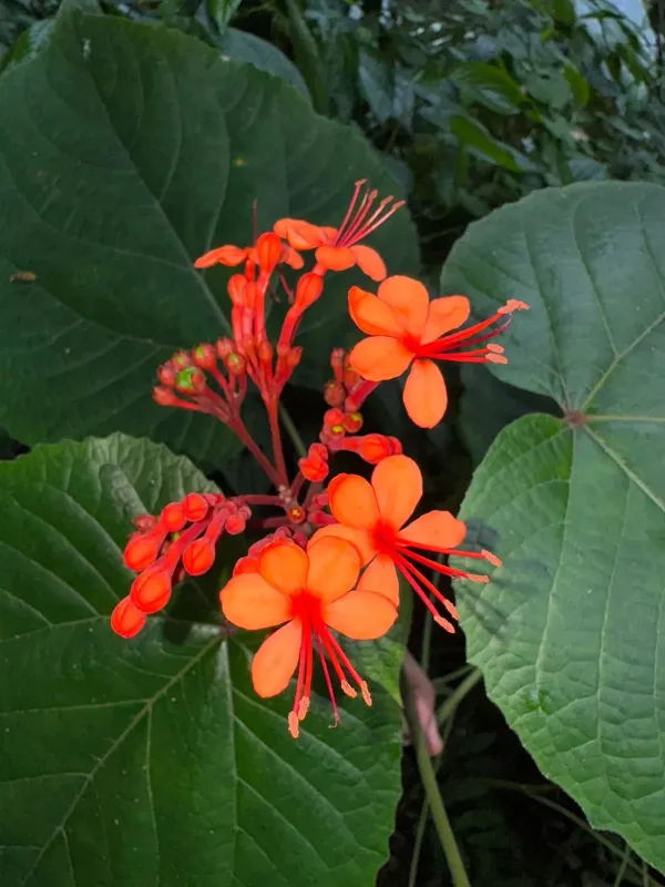 Clerodendrum speciosissimum