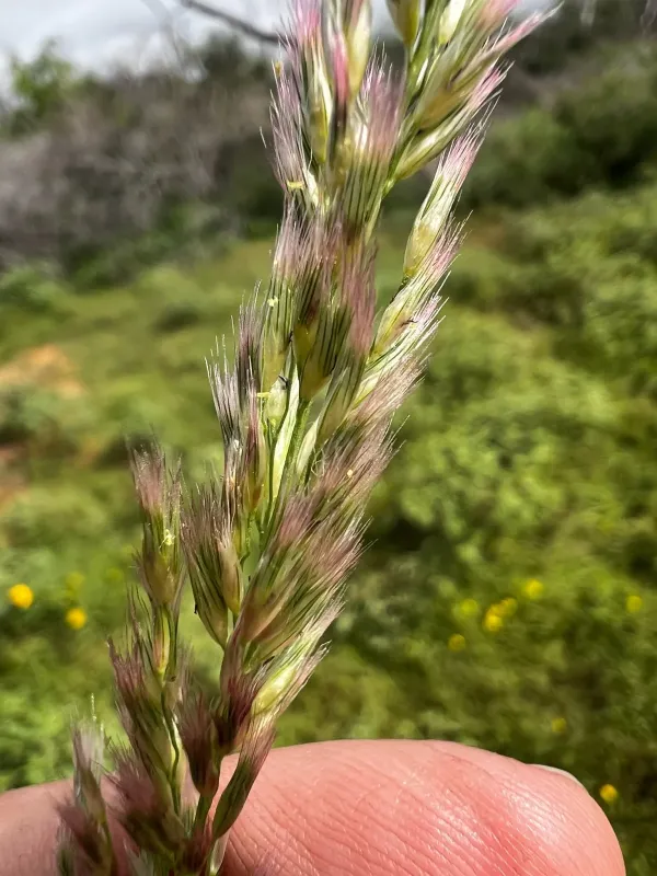 Pappophorum bicolor