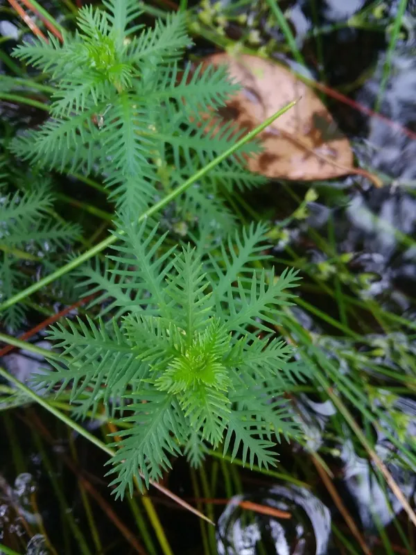 Proserpinaca intermedia