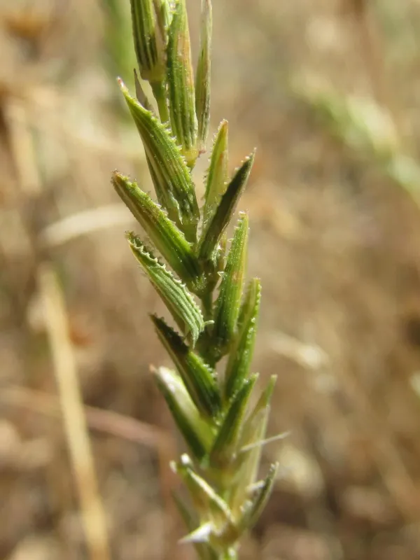 Prionanthium pholiuroides