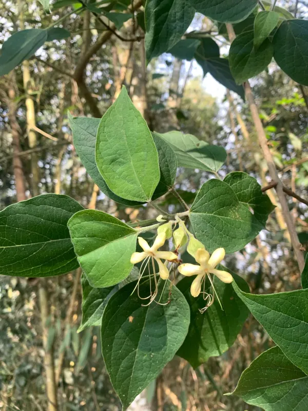 Harlequin glorybower