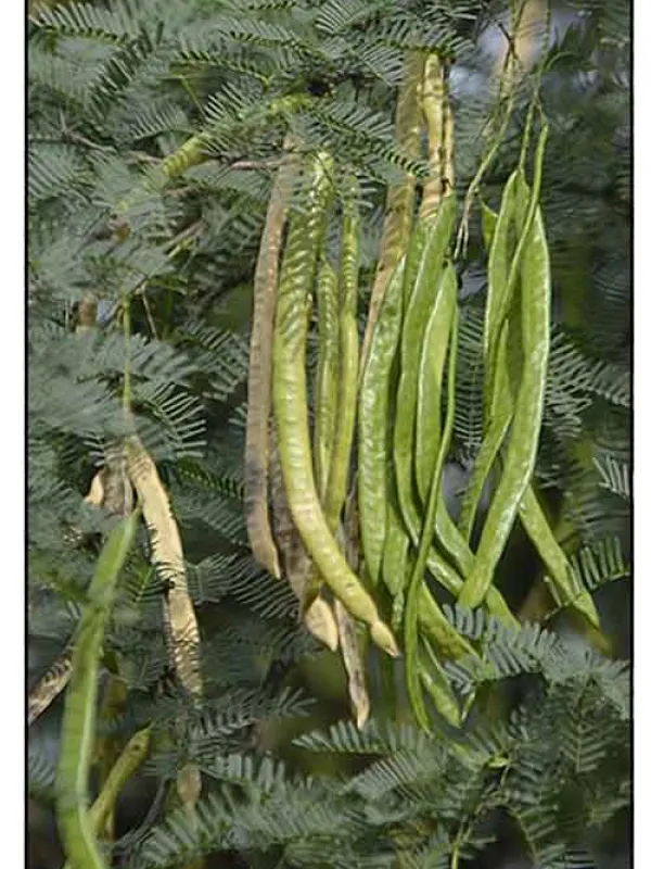 Neltuma juliflora